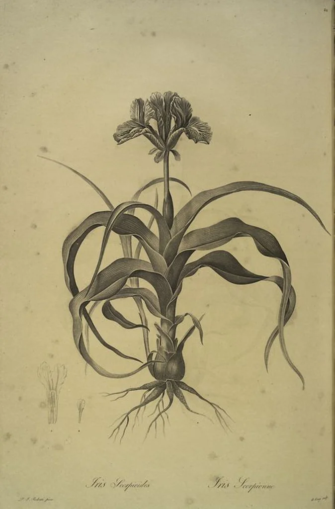 An illustration from Les liliacées, 1805, leaf 216
