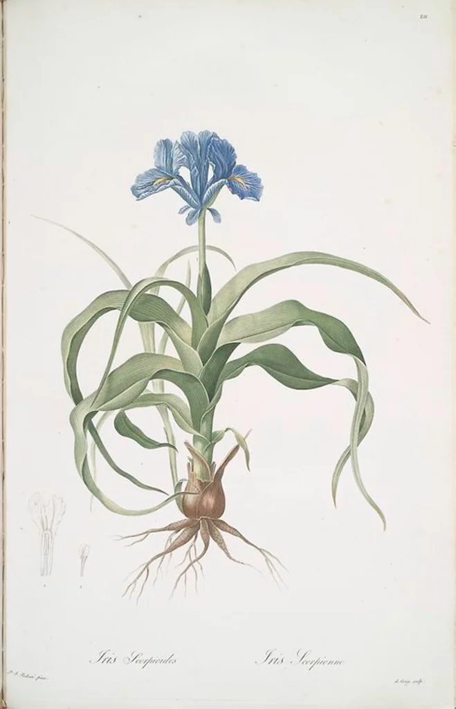 An illustration from Les liliacées, 1805, leaf 216