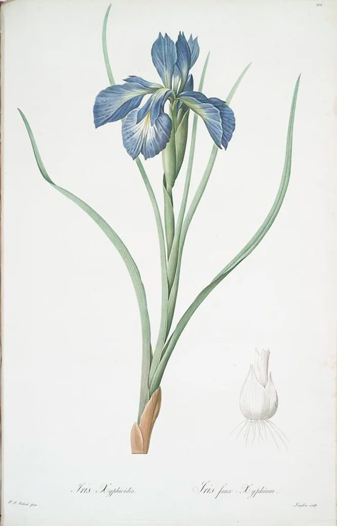 An illustration from Les liliacées, 1805, leaf 217