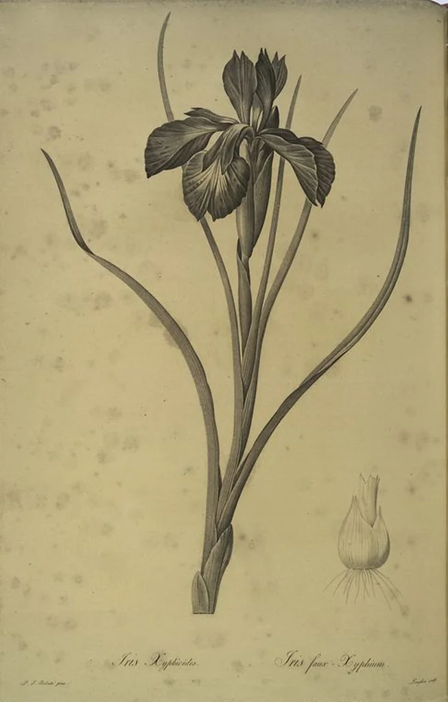 An illustration from Les liliacées, 1805, leaf 217