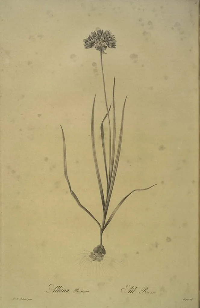 An illustration from Les liliacées, 1805, leaf 218