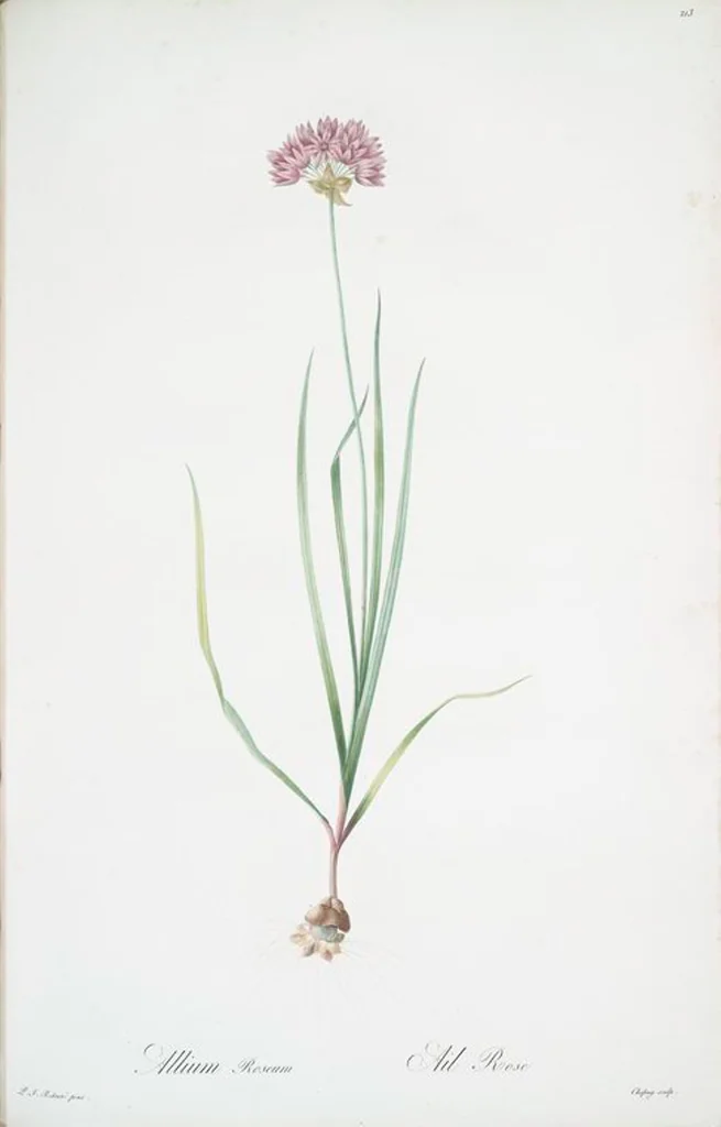 An illustration from Les liliacées, 1805, leaf 218