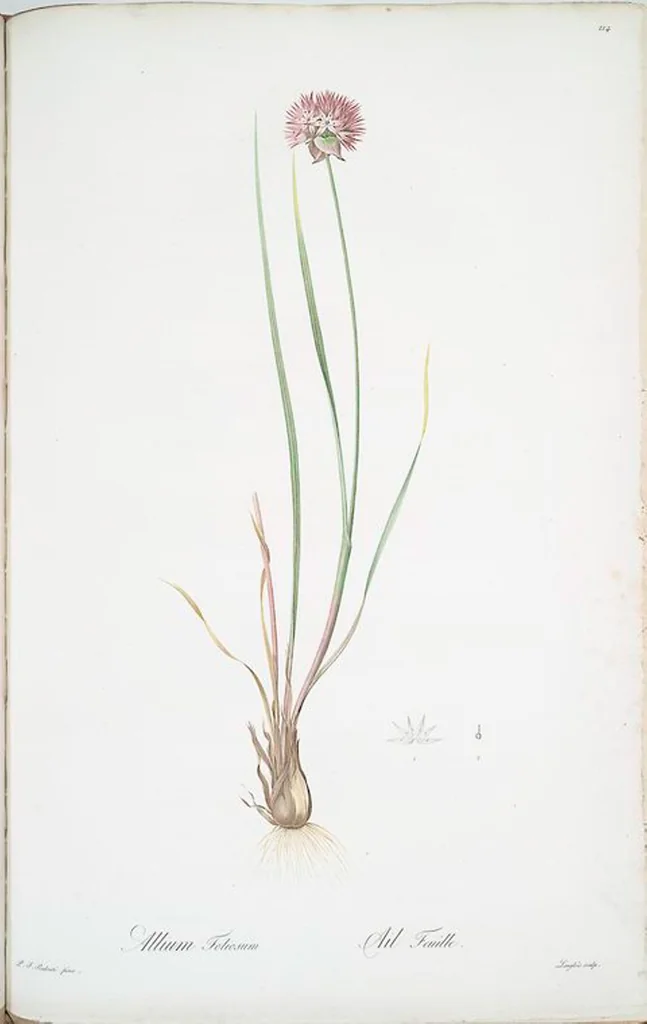An illustration from Les liliacées, 1805, leaf 219