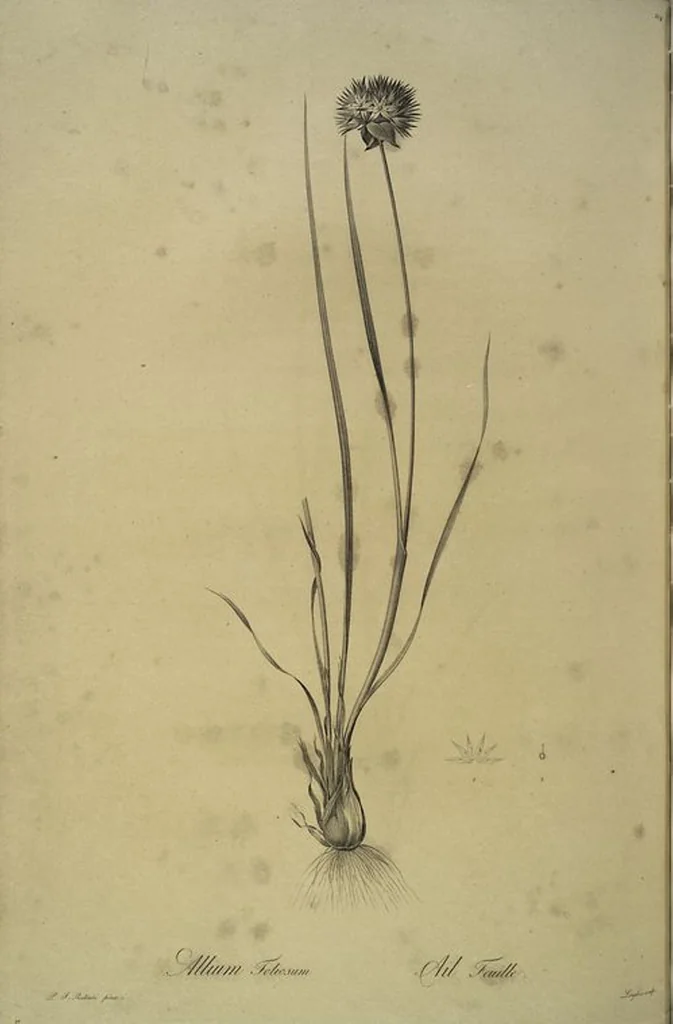An illustration from Les liliacées, 1805, leaf 219