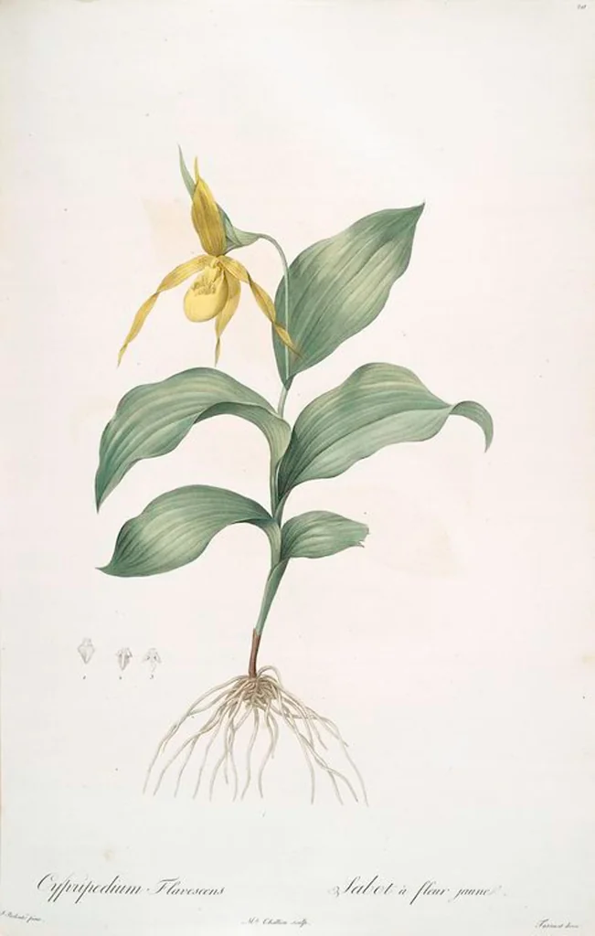 An illustration from Les liliacées, 1805, leaf 22