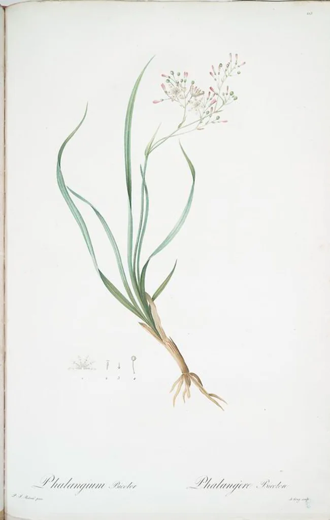 An illustration from Les liliacées, 1805, leaf 220