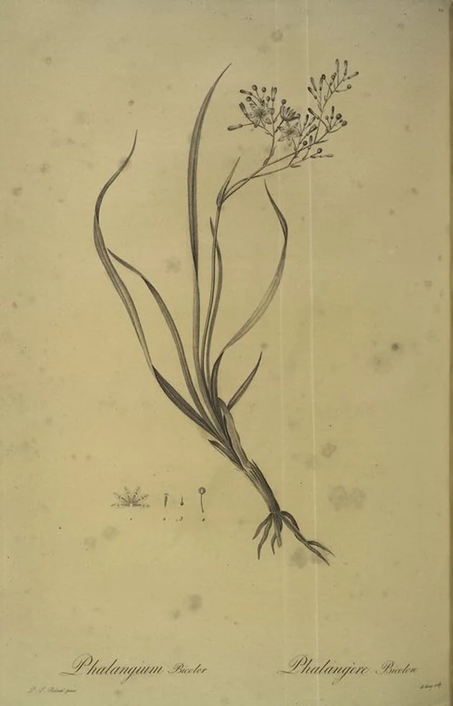 An illustration from Les liliacées, 1805, leaf 220