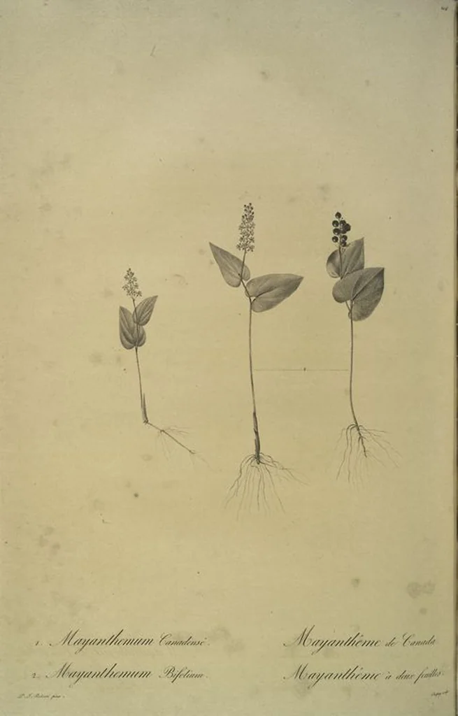 An illustration from Les liliacées, 1805, leaf 221