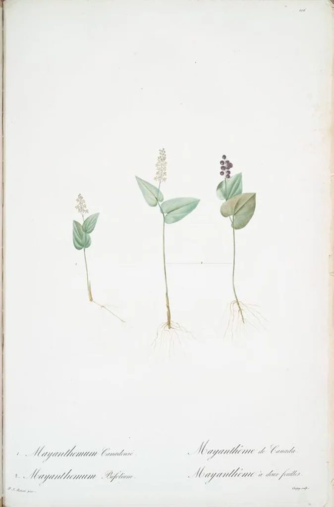 An illustration from Les liliacées, 1805, leaf 221