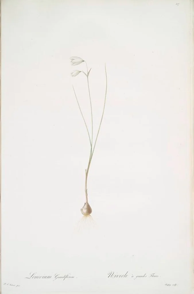 An illustration from Les liliacées, 1805, leaf 222