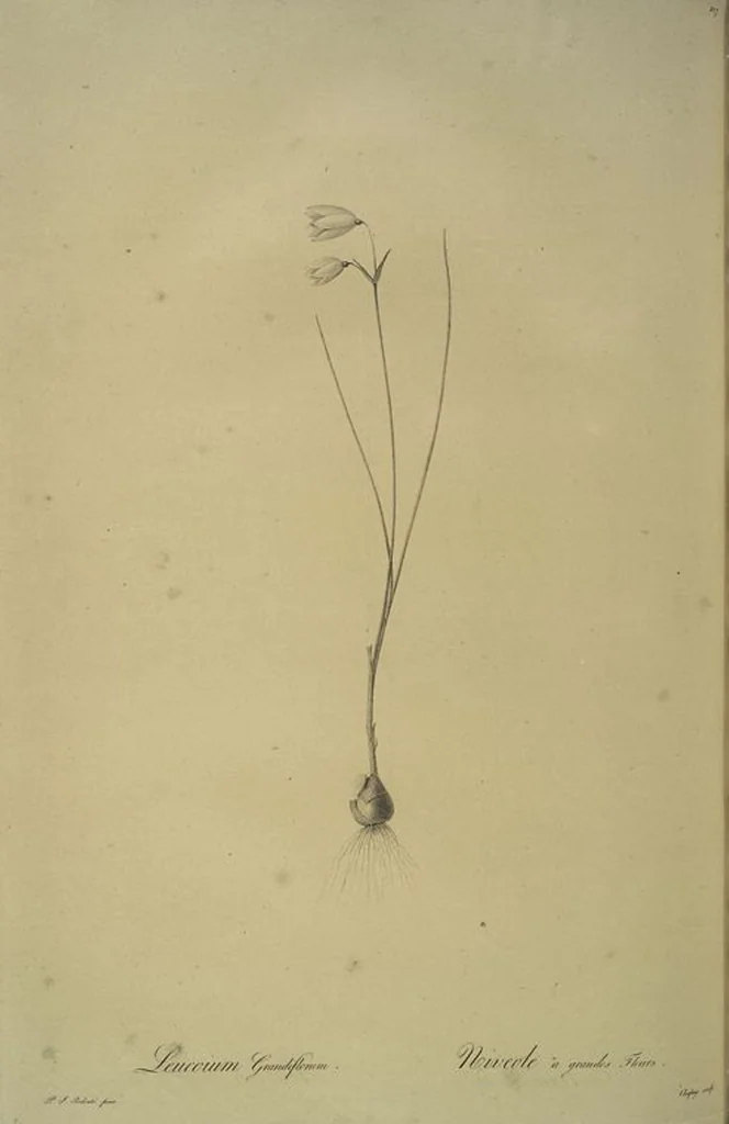 An illustration from Les liliacées, 1805, leaf 222