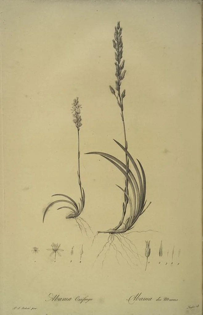 An illustration from Les liliacées, 1805, leaf 223