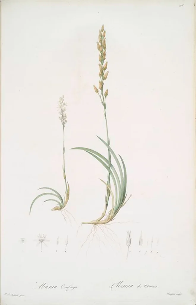 An illustration from Les liliacées, 1805, leaf 223