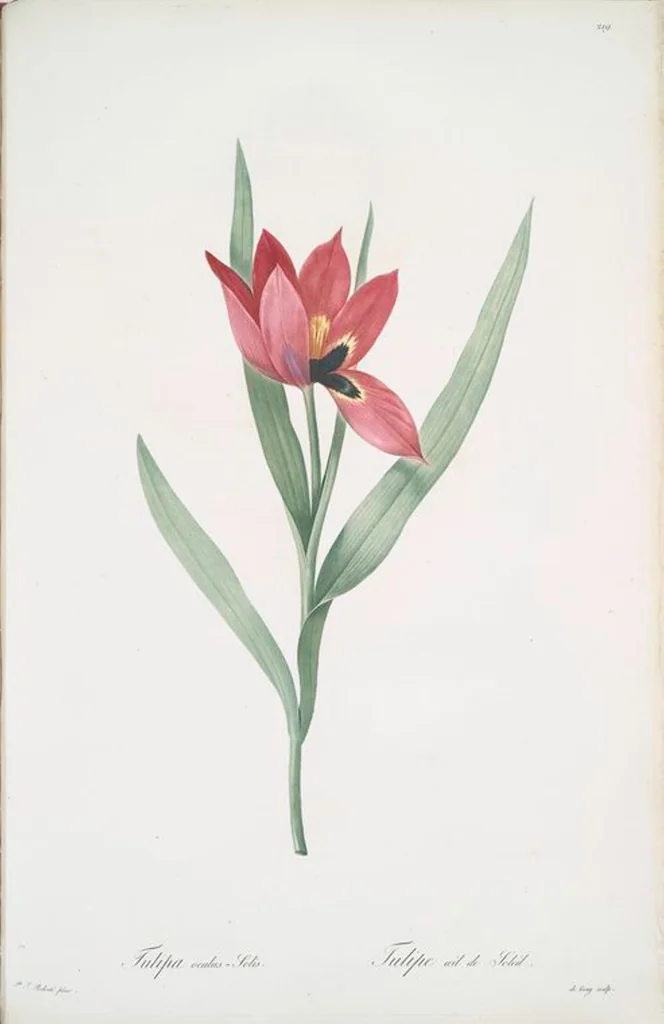 An illustration from Les liliacées, 1805, leaf 224