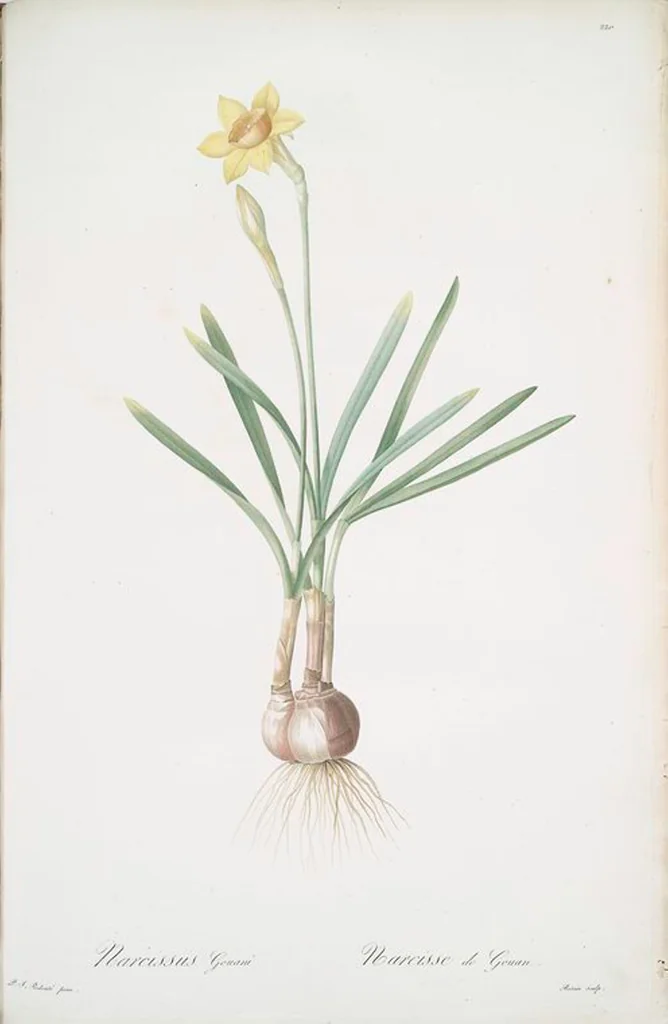 An illustration from Les liliacées, 1805, leaf 225