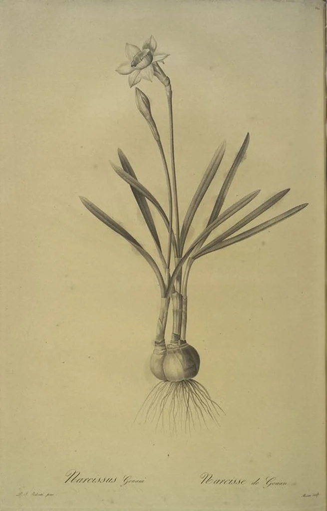 An illustration from Les liliacées, 1805, leaf 225