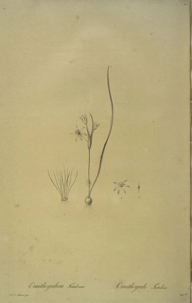 An illustration from Les liliacées, 1805, leaf 226