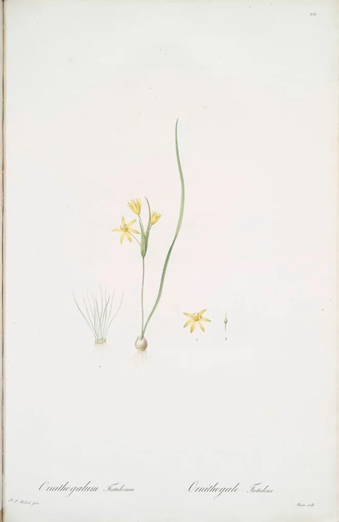 An illustration from Les liliacées, 1805, leaf 226