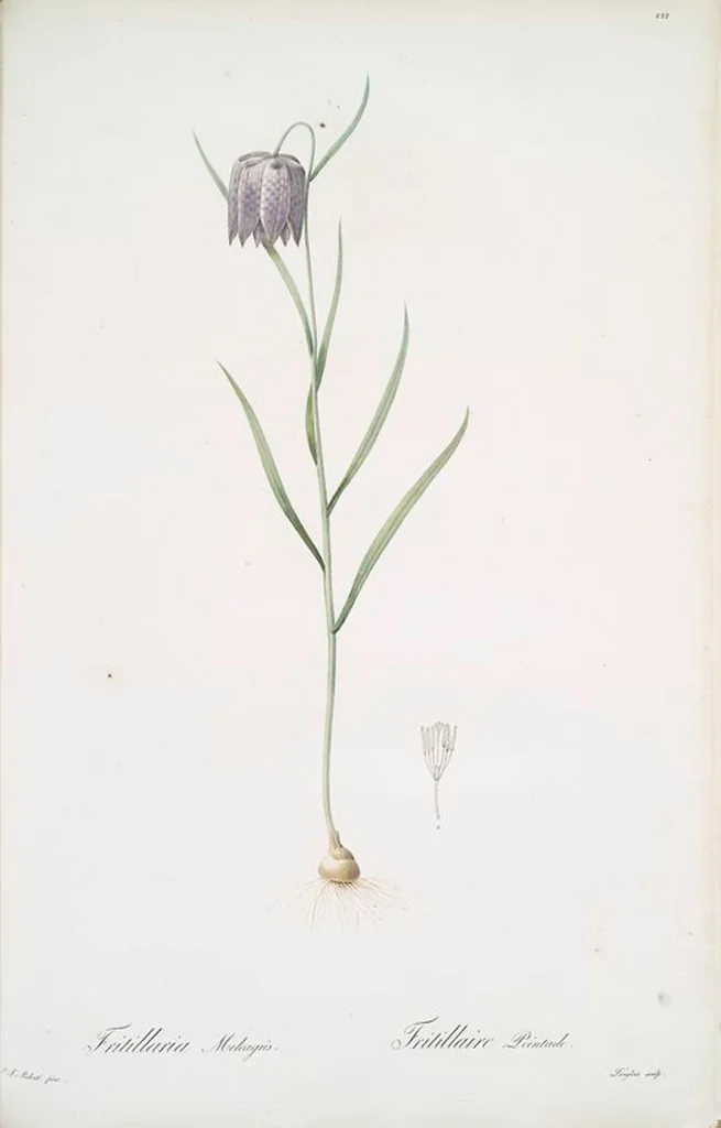 An illustration from Les liliacées, 1805, leaf 227