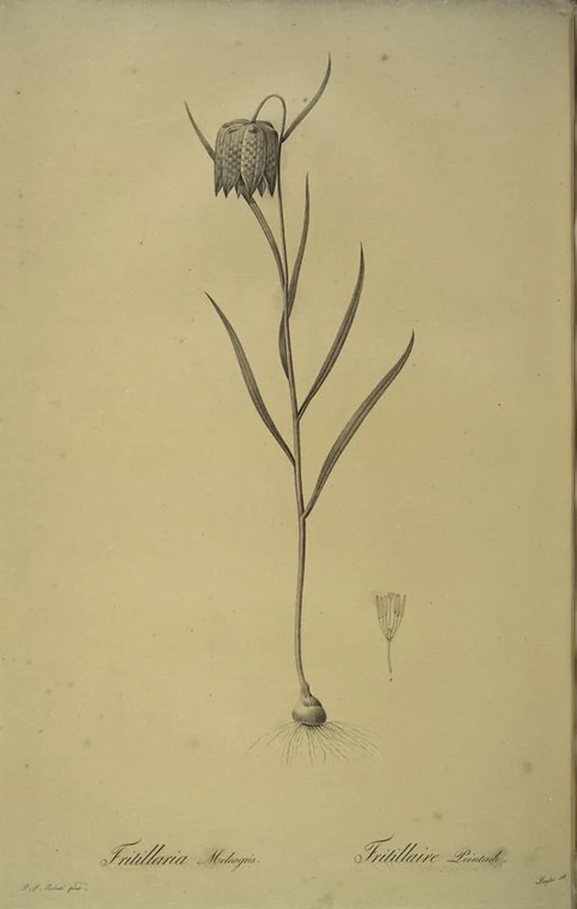 An illustration from Les liliacées, 1805, leaf 227