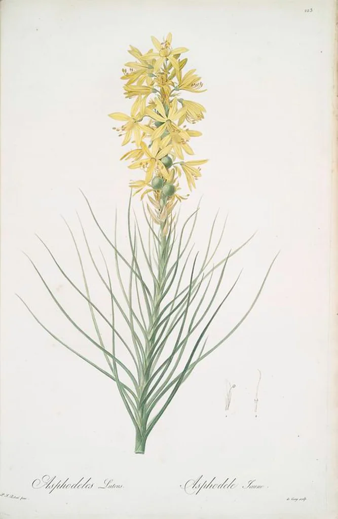 An illustration from Les liliacées, 1805, leaf 228
