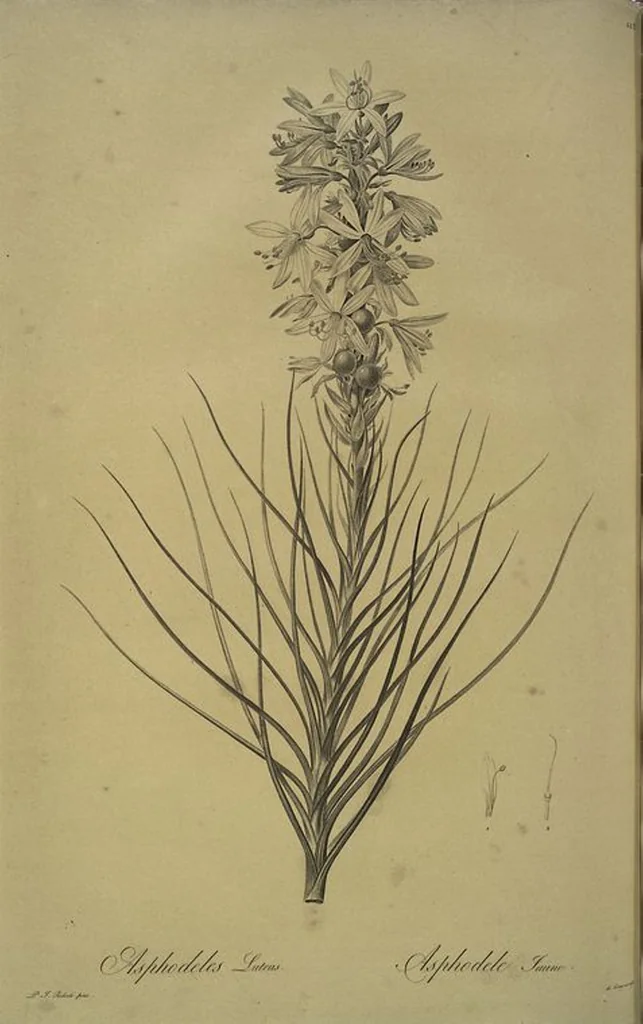 An illustration from Les liliacées, 1805, leaf 228