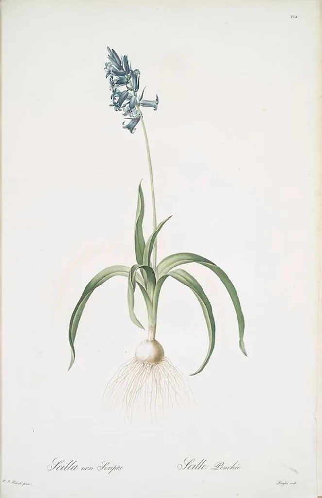 An illustration from Les liliacées, 1805, leaf 229