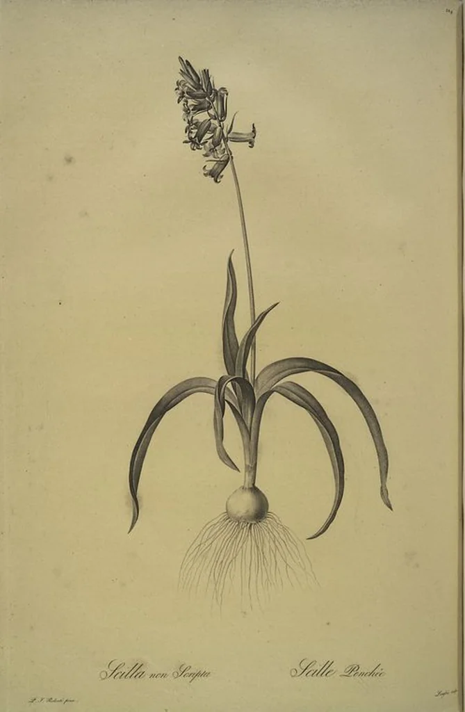 An illustration from Les liliacées, 1805, leaf 229