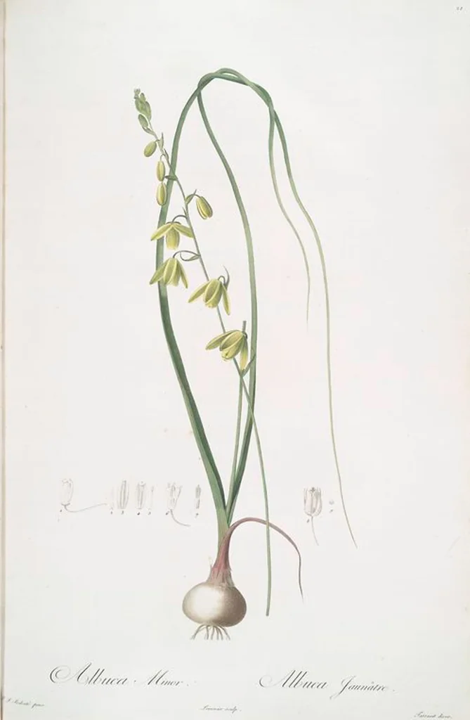 An illustration from Les liliacées, 1805, leaf 23