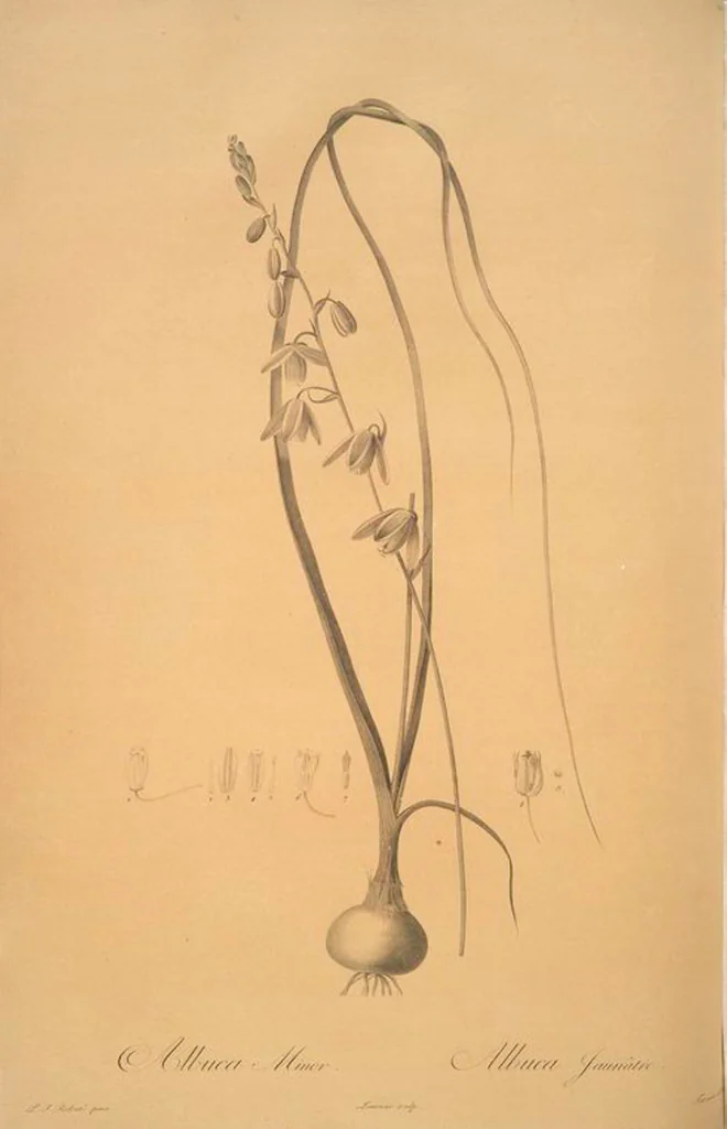 An illustration from Les liliacées, 1805, leaf 23