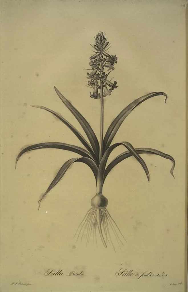 An illustration from Les liliacées, 1805, leaf 230