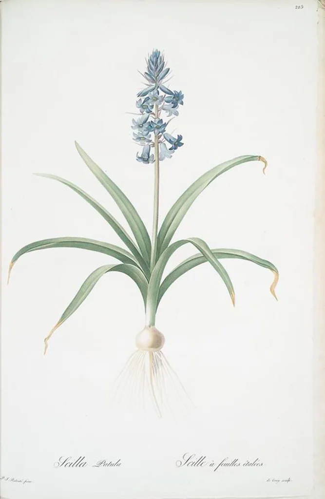 An illustration from Les liliacées, 1805, leaf 230