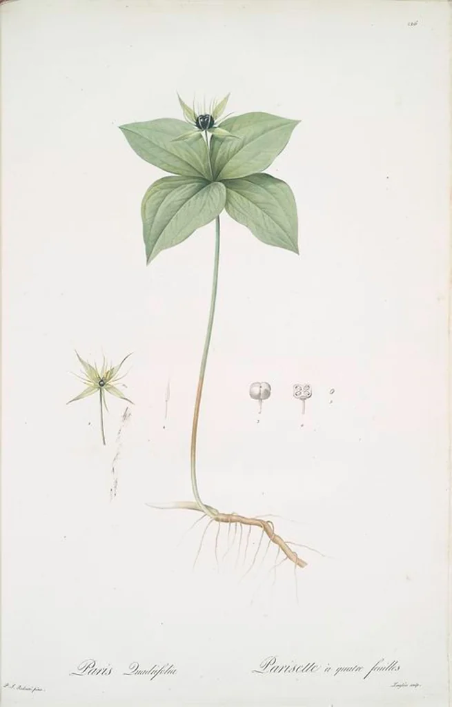 An illustration from Les liliacées, 1805, leaf 231