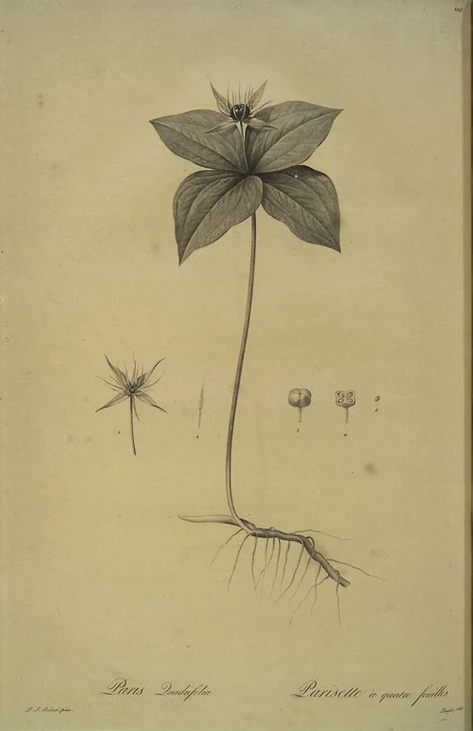 An illustration from Les liliacées, 1805, leaf 231