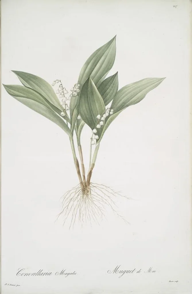 An illustration from Les liliacées, 1805, leaf 232