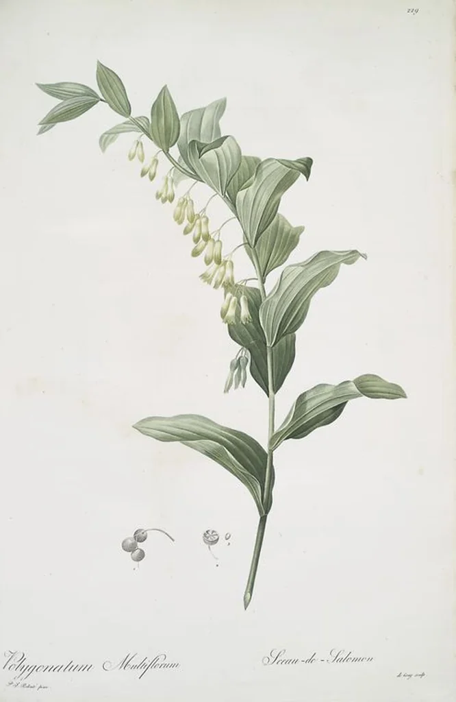 An illustration from Les liliacées, 1805, leaf 234