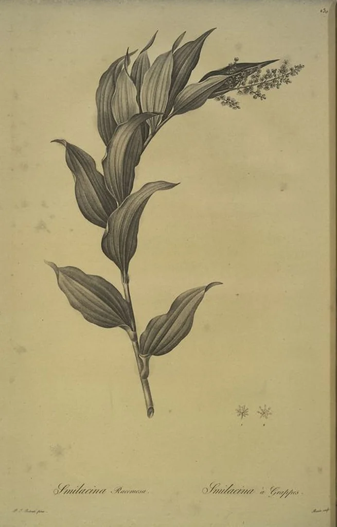 An illustration from Les liliacées, 1805, leaf 235