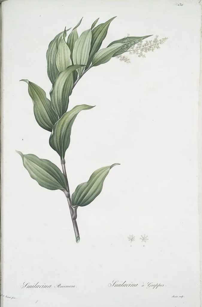 An illustration from Les liliacées, 1805, leaf 235
