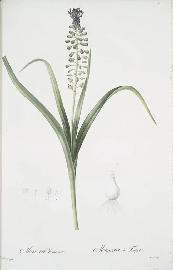 An illustration from Les liliacées, 1805, leaf 236