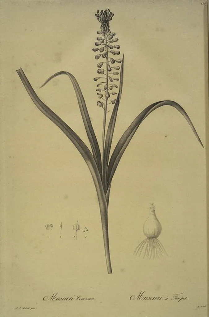 An illustration from Les liliacées, 1805, leaf 236