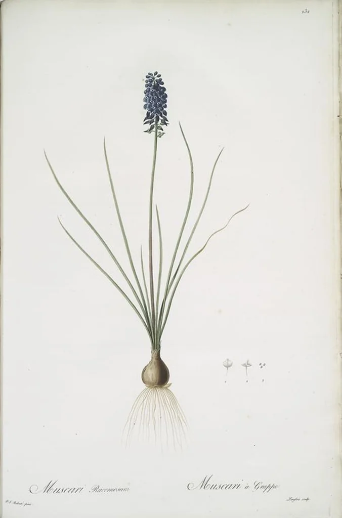An illustration from Les liliacées, 1805, leaf 237
