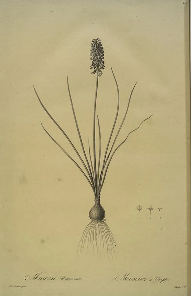 An illustration from Les liliacées, 1805, leaf 237