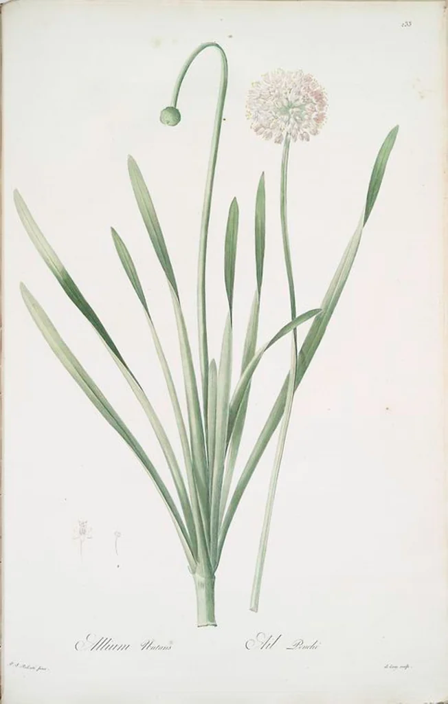 An illustration from Les liliacées, 1805, leaf 238