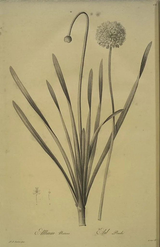 An illustration from Les liliacées, 1805, leaf 238