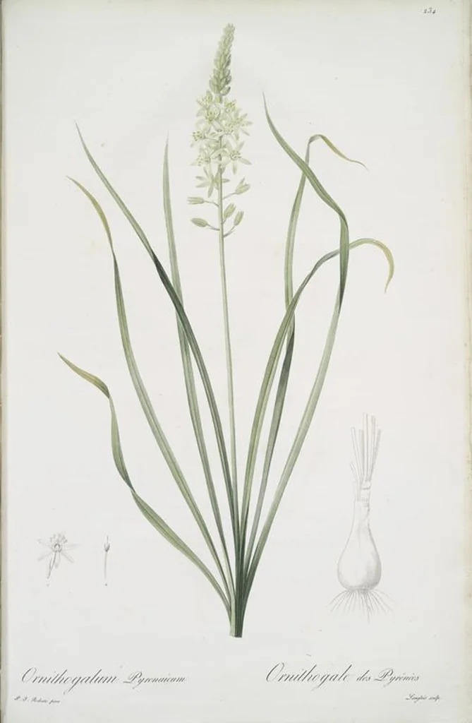 An illustration from Les liliacées, 1805, leaf 239