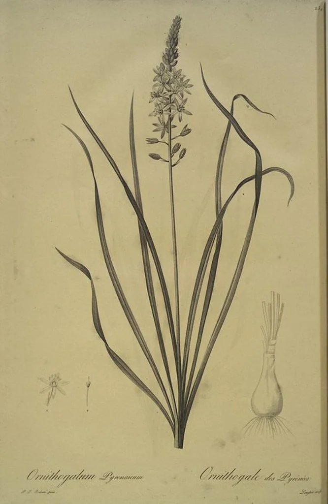 An illustration from Les liliacées, 1805, leaf 239