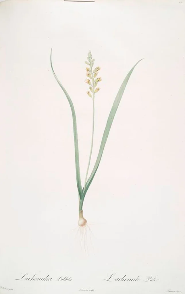 An illustration from Les liliacées, 1805, leaf 24