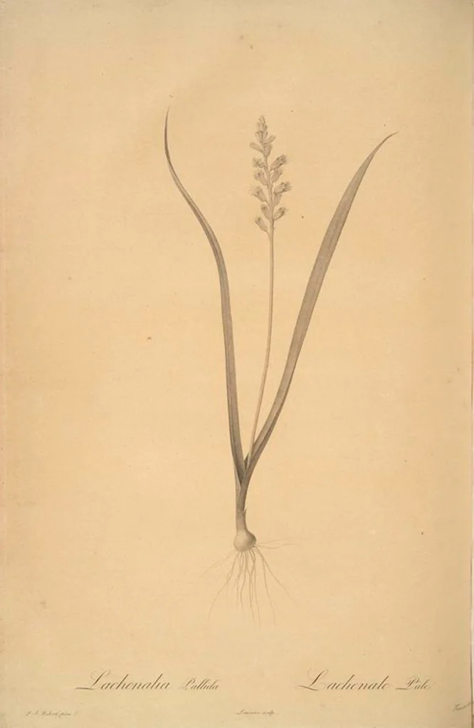 An illustration from Les liliacées, 1805, leaf 24