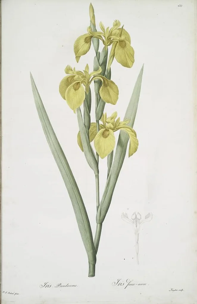 An illustration from Les liliacées, 1805, leaf 240