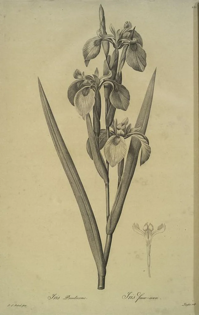 An illustration from Les liliacées, 1805, leaf 240